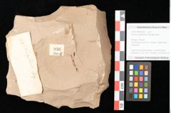 Foto (Objekt + Etikett) von Quercus palaeoilex Ettingshausen (NHMW-GEO-2024-0188-0936)